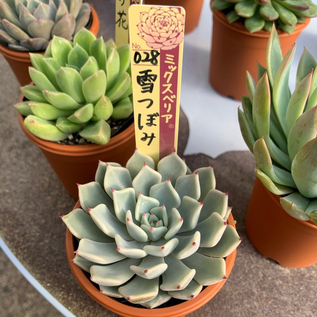 ザラゴーサspノバ 普及種 お土産のお返し | 無職インセクトの多肉