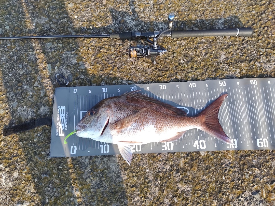 モンスターストリーム MSS-892-TR | トミヘー釣行記録