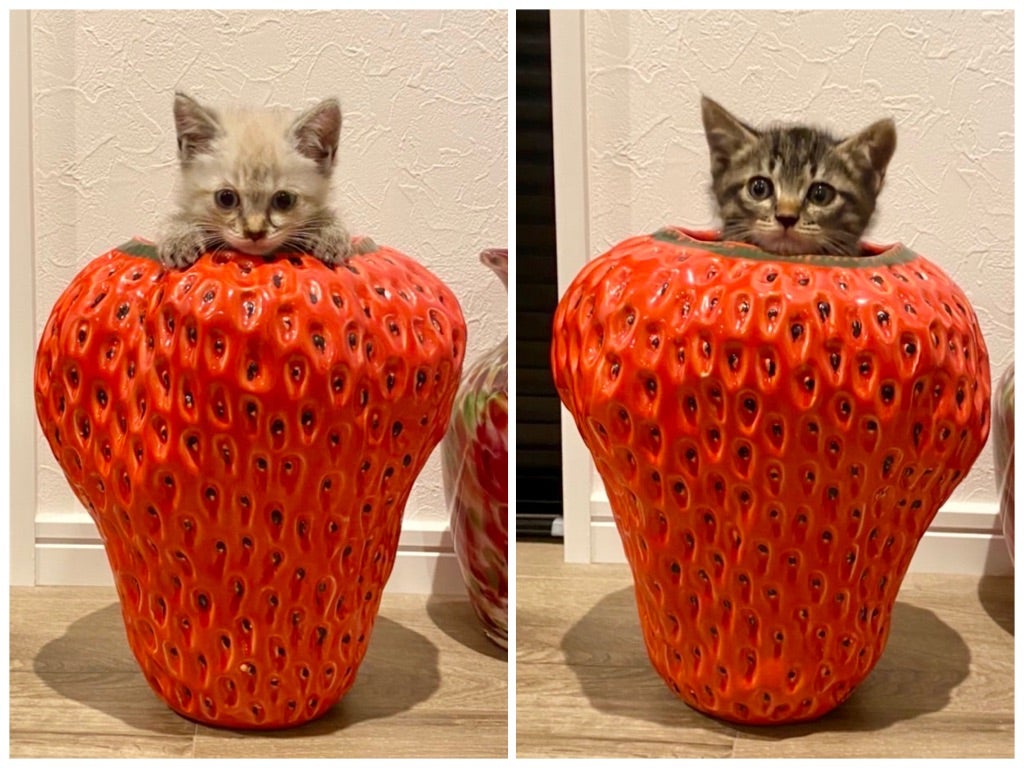 猫いちご | NPO法人 動物愛護団体 あわねこ保育園