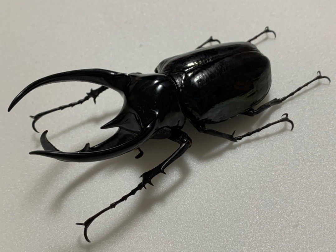 スマトラコーカサス No.1 | 愉快な海と波と恵