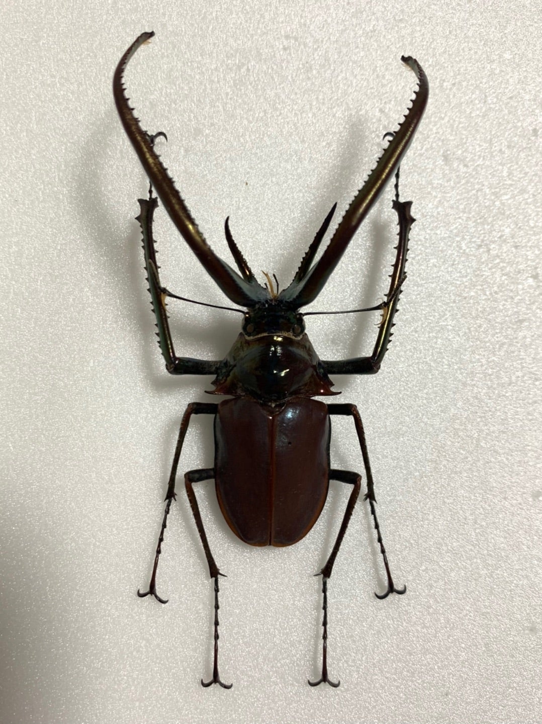 チリクワガタ No.1 | 愉快な海と波と恵