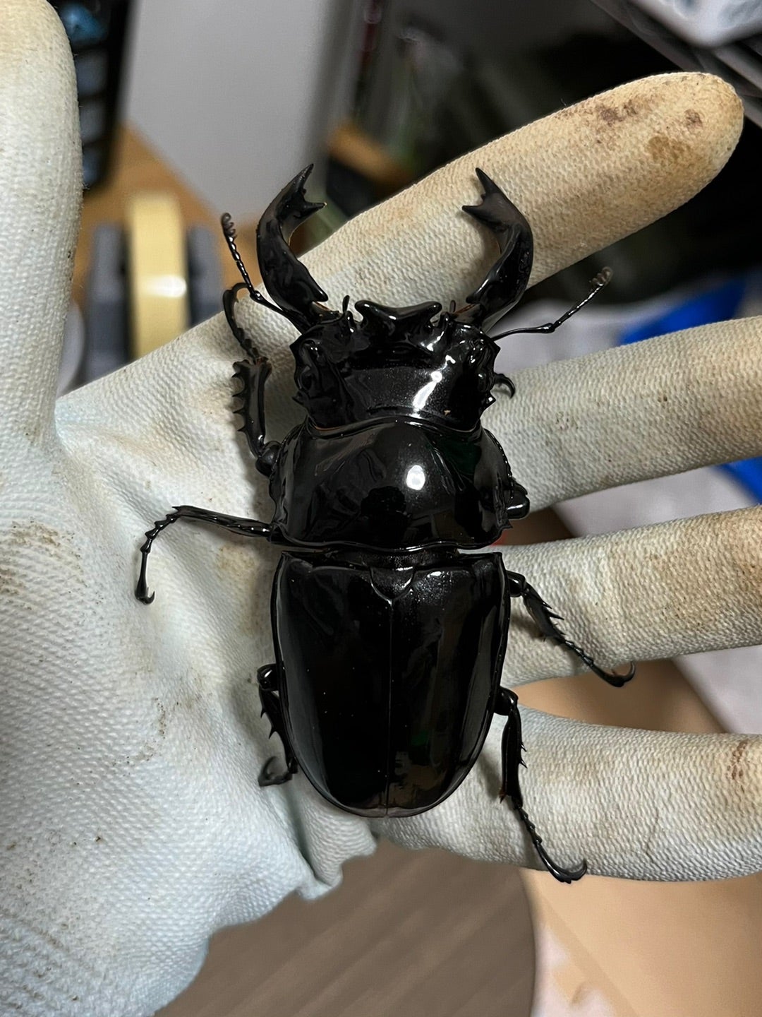 タランドゥス ペアリング(*´∀｀*) | 昆虫好きなパパさん