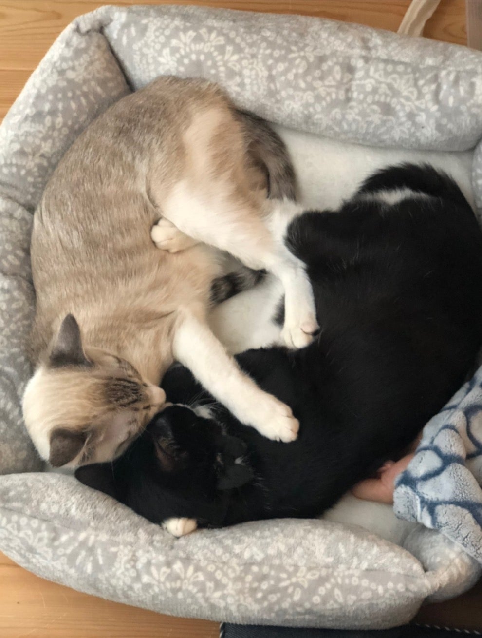 統率者】離れられない二匹、リンとセリ デッキリスト(解体しました