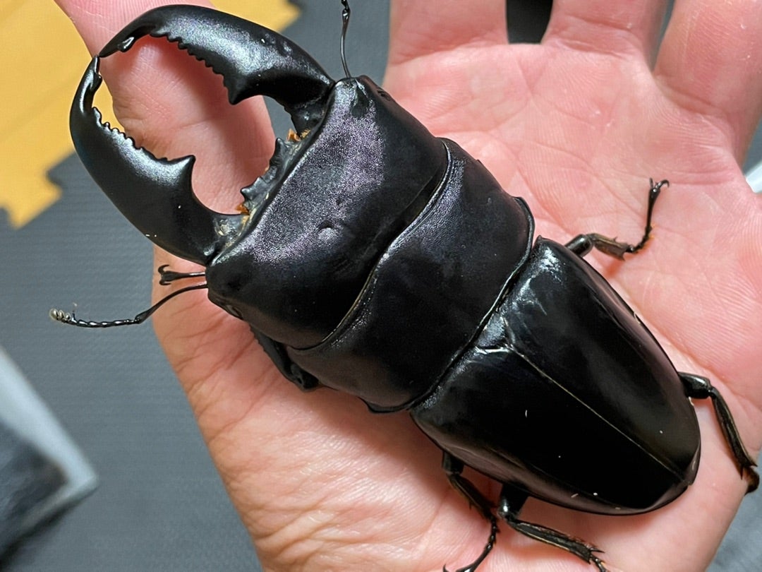 目指せ特大スマトラ | #やっぱりオオヒラタだろ