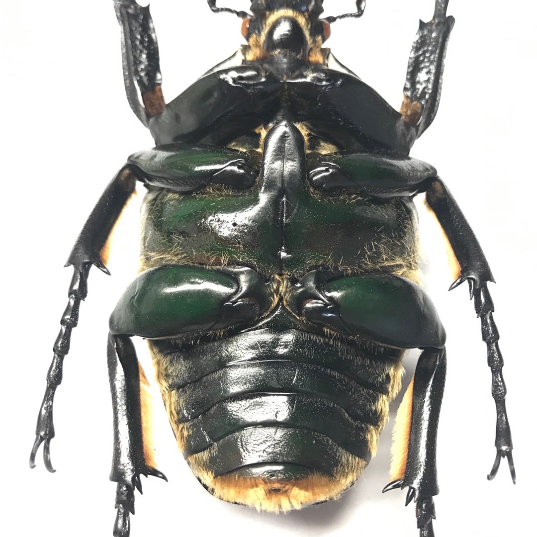 WD大型ペア ゴライアスオオツノハナムグリ WD大型ペア ゴライアス