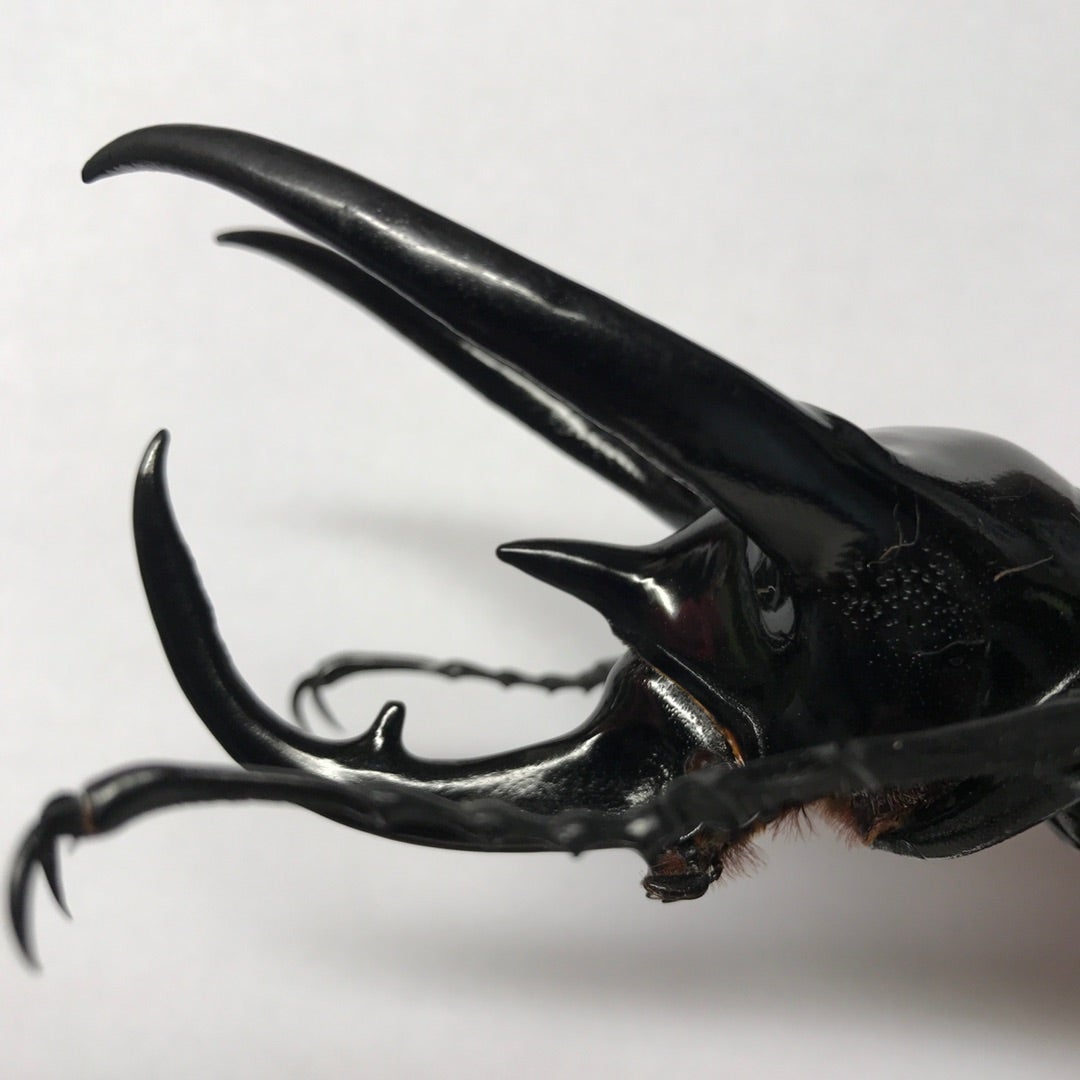 スマトラコーカサス No.7 特大 | 愉快な海と波と恵