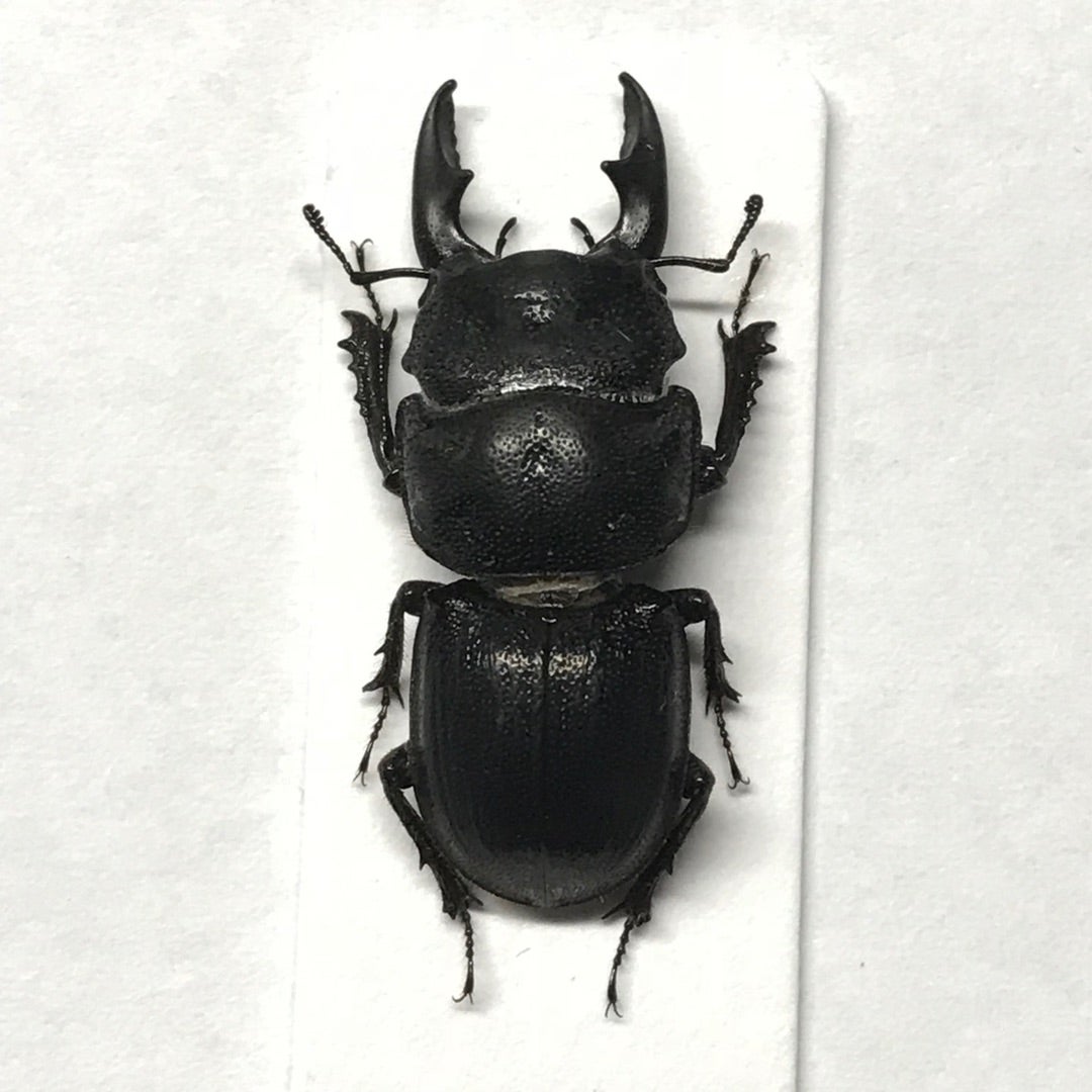 カタハリクワガタ No.1 | 愉快な海と波と恵