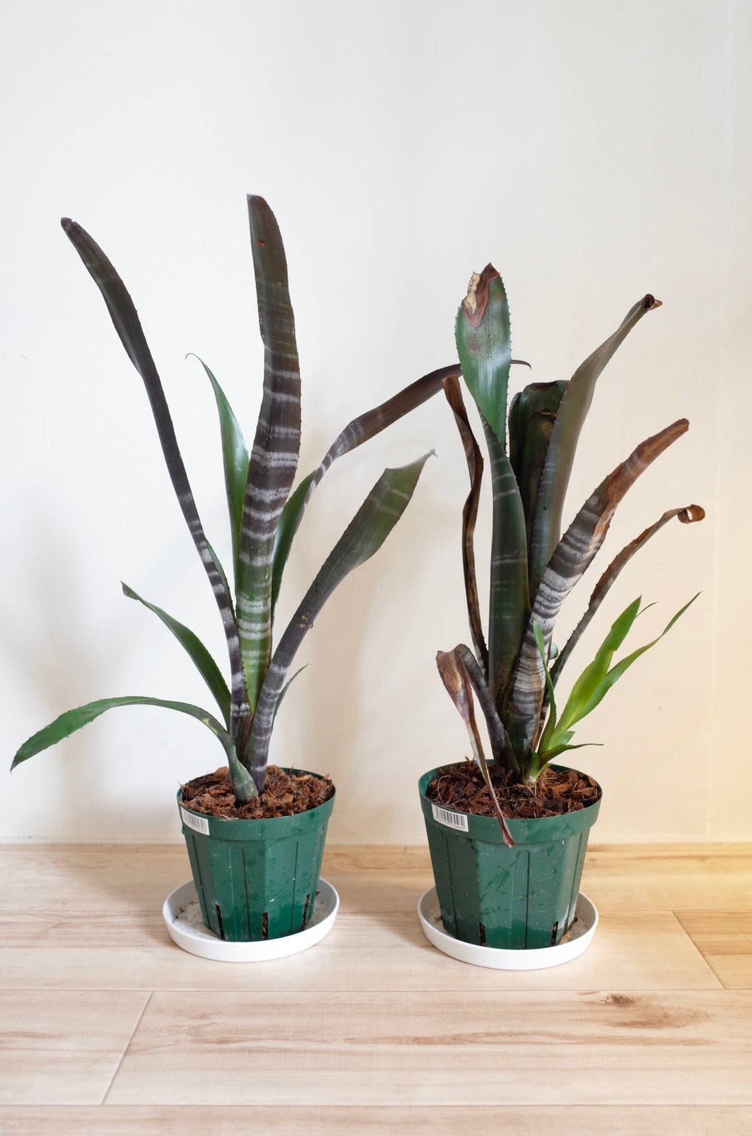 ビルベルギアダースベイダー① | ビザールプランツを育てはじめました！