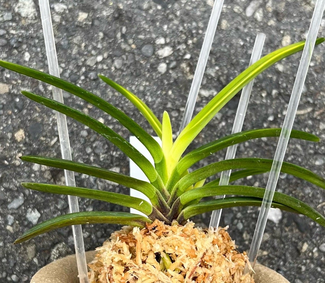 別格【金牡丹(黄縞系）】 | 富貴蘭を楽しんでブログ