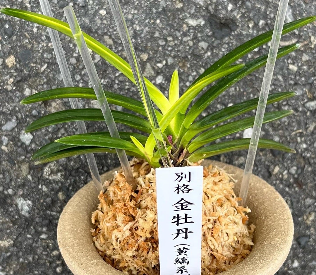 別格【金牡丹(黄縞系）】 | 富貴蘭を楽しんでブログ