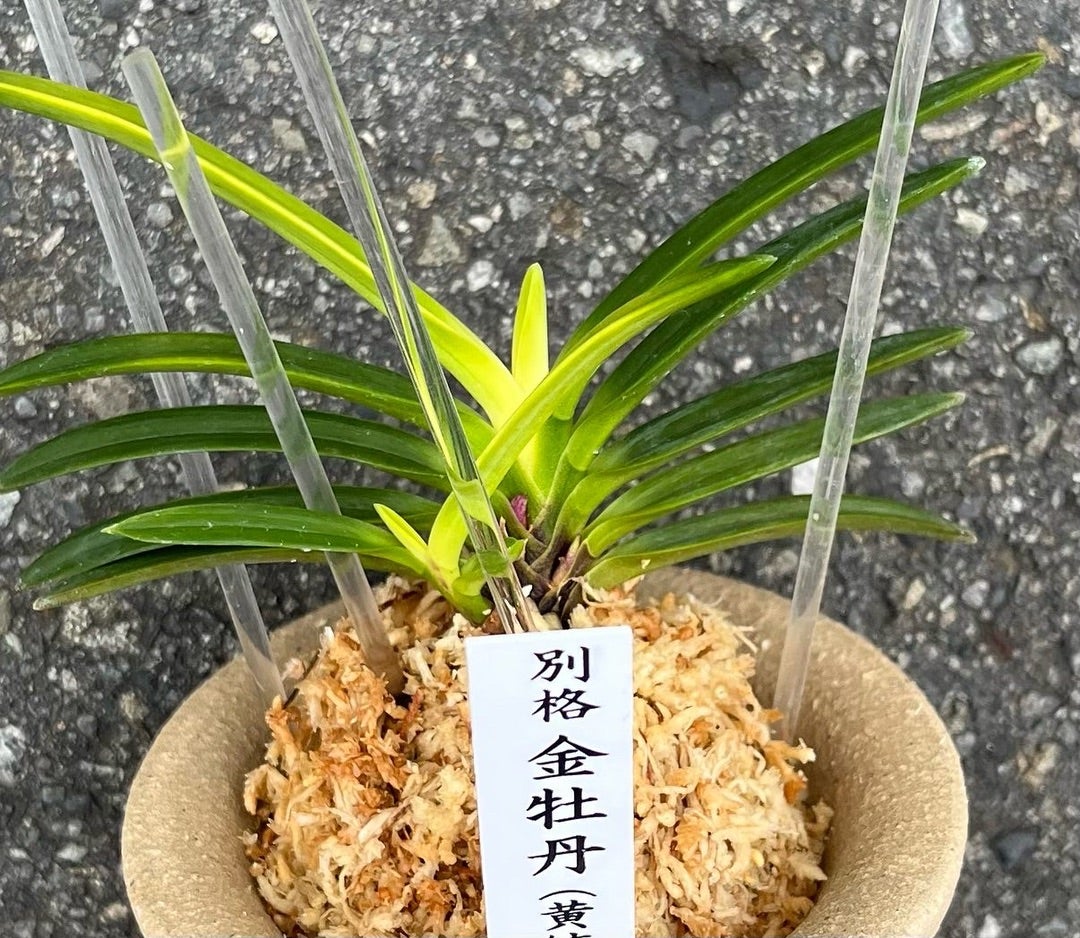 別格【金牡丹(黄縞系）】 | 富貴蘭を楽しんでブログ