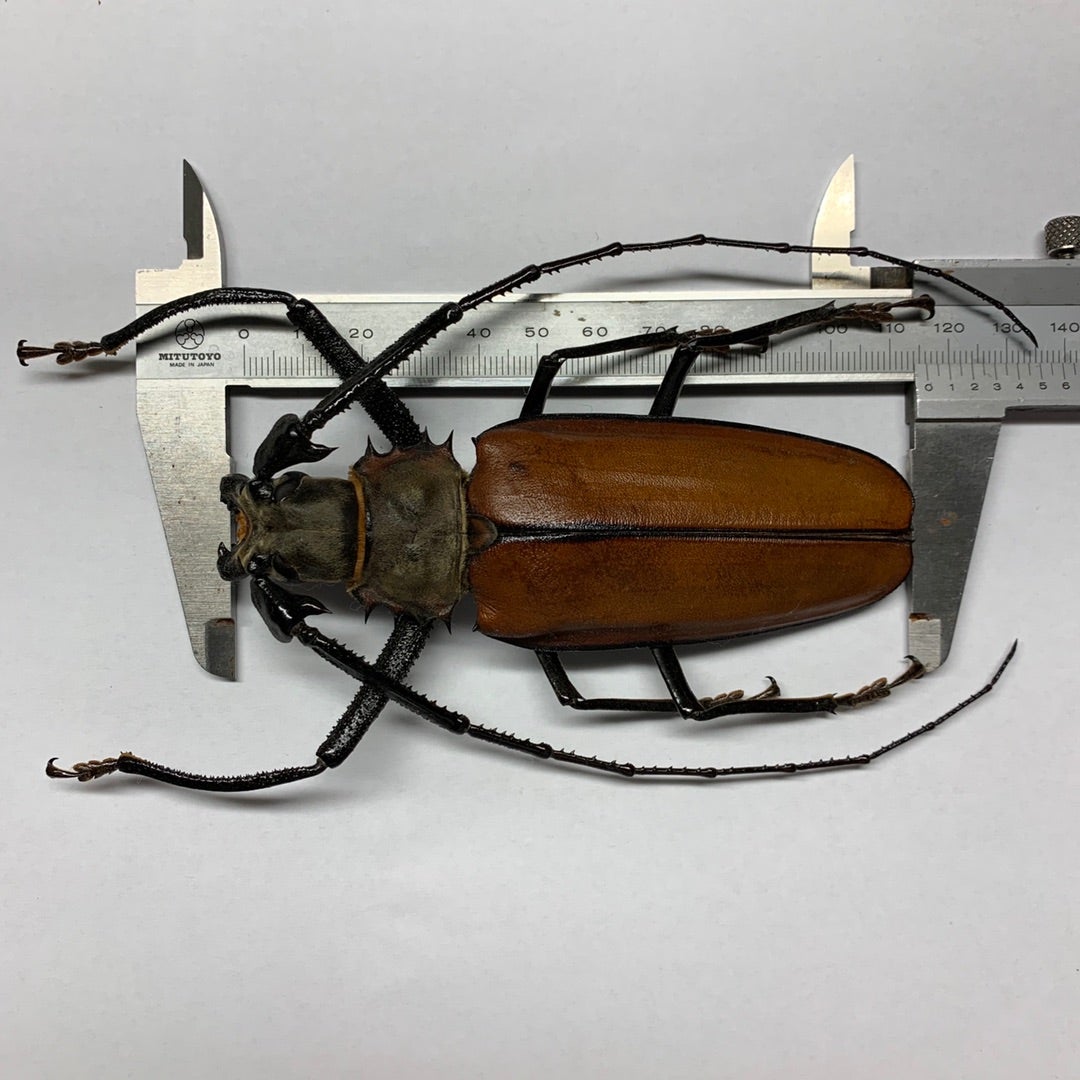 トゲムネキバカミキリ No.1 | 愉快な海と波と恵