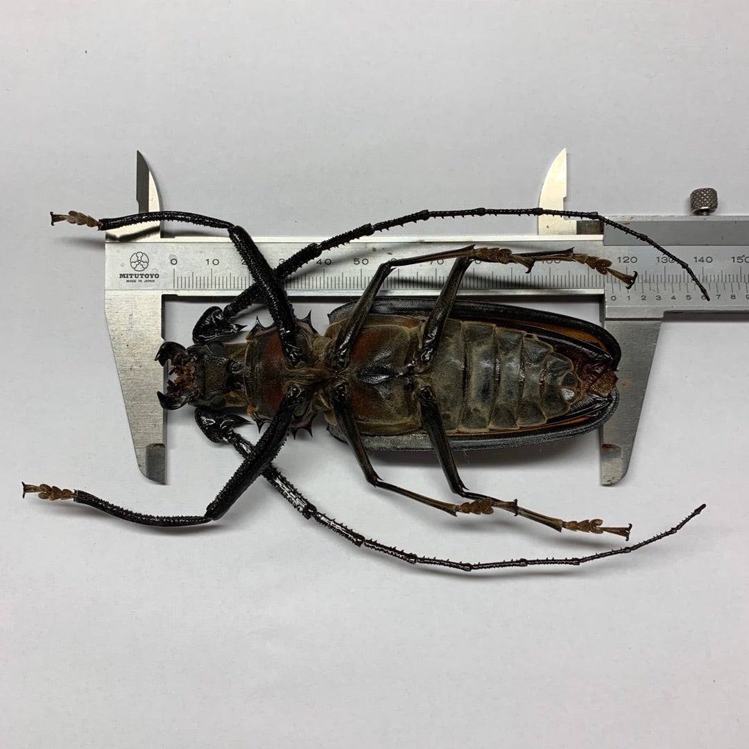 トゲムネキバカミキリ No.1 | 愉快な海と波と恵