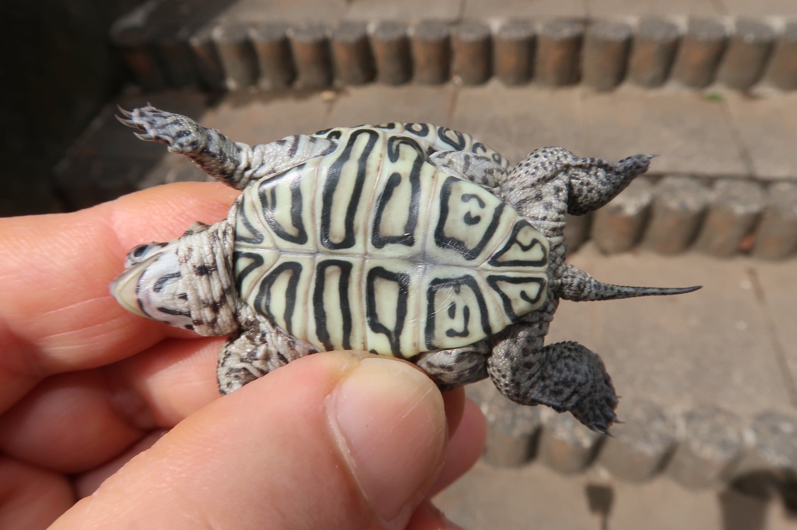 亀選 for 第31回アクアリウムバス ② | ダイヤモンドガメに魅せられて