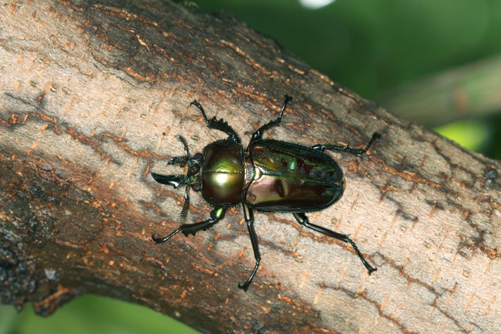 ニジイロクワガタ 雌雄モザイク | World beetle museum & Astro