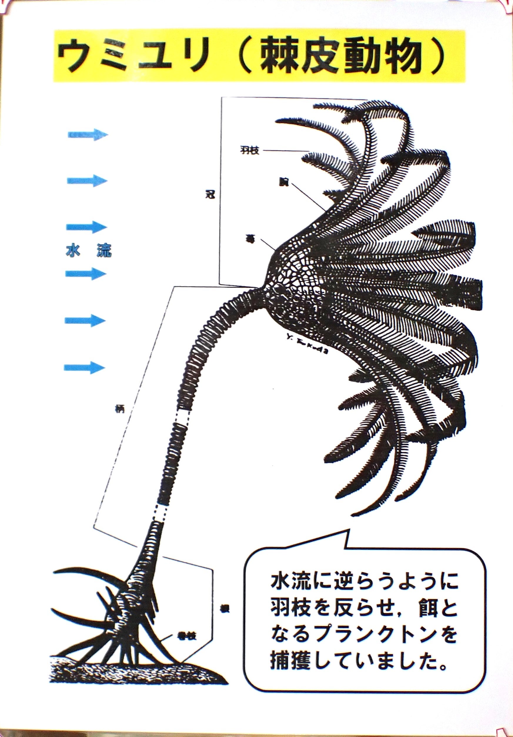ウミユリの完全化石と現在のウミユリ | 森の中の小さな生き物を探そう
