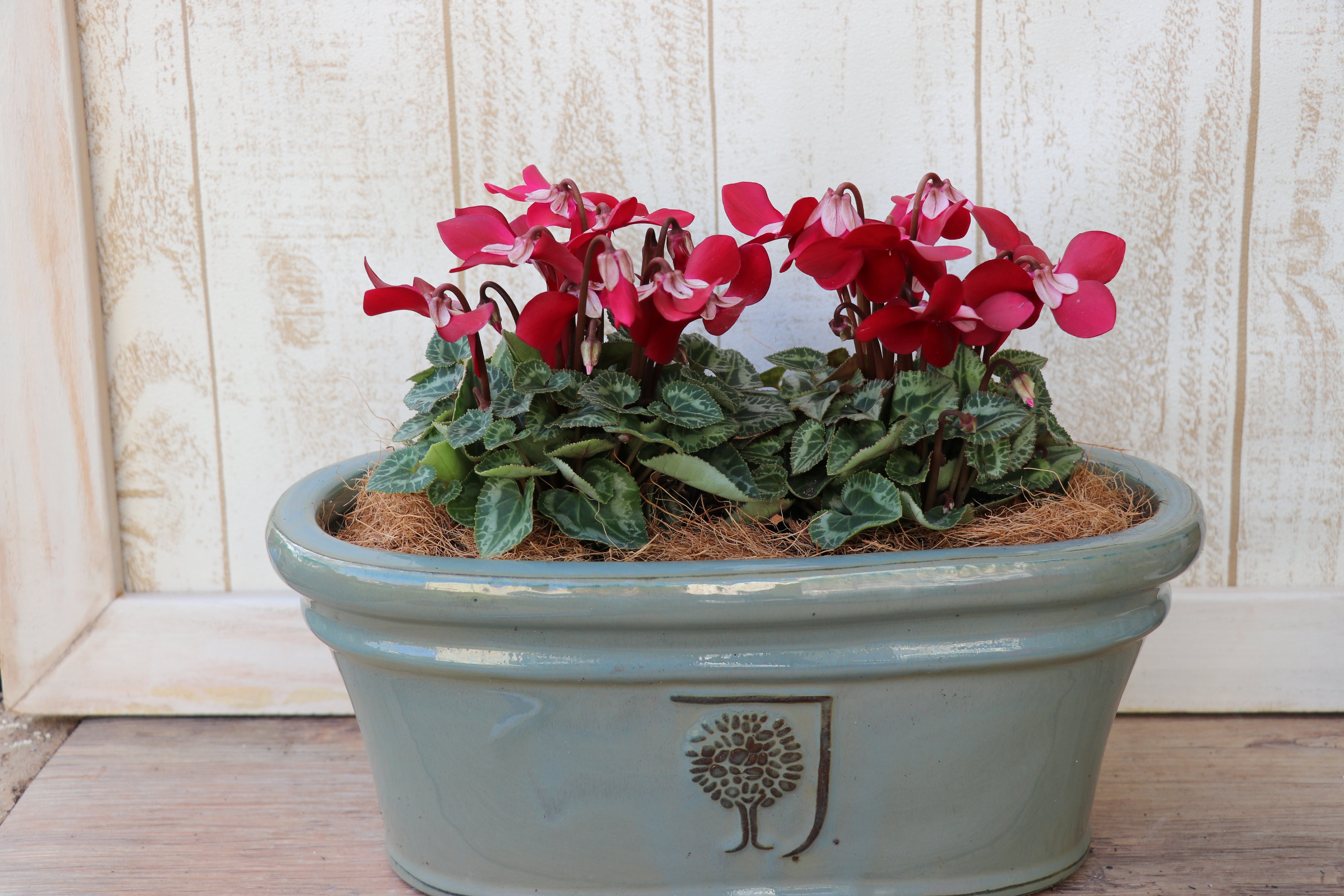 二年目のシクラメンジックス | キヨミのガーデニングブログ 長澤淨美の