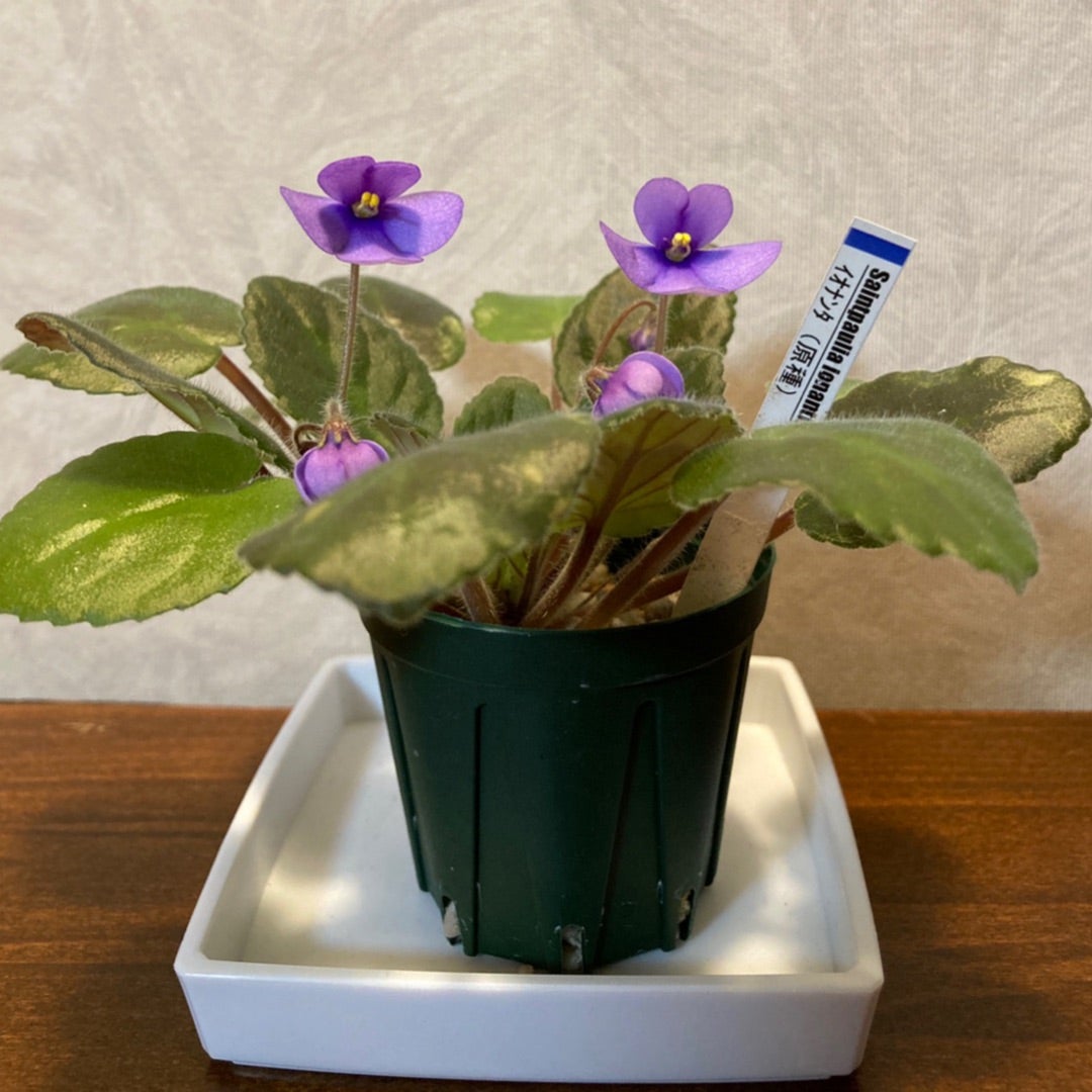 セントポーリア Zaca's ette 初開花株 縞花 セントポーリア Zaca's