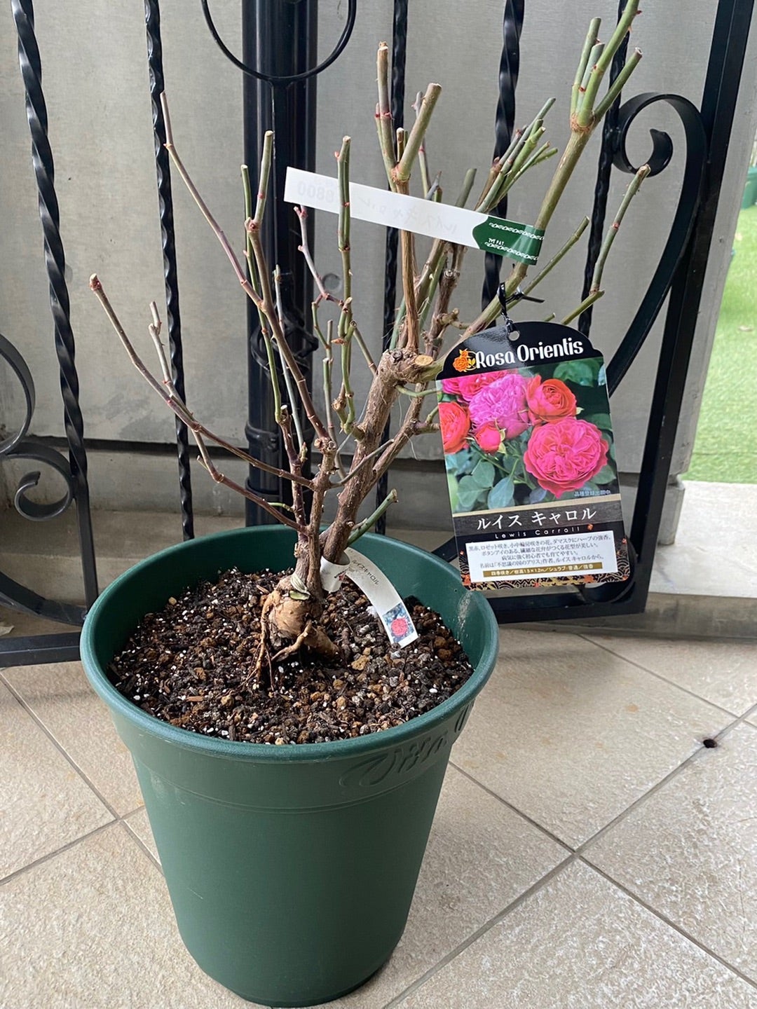 植え替える手間なし バラ大苗10号鉢セット | 名古屋のバラ苗専門店