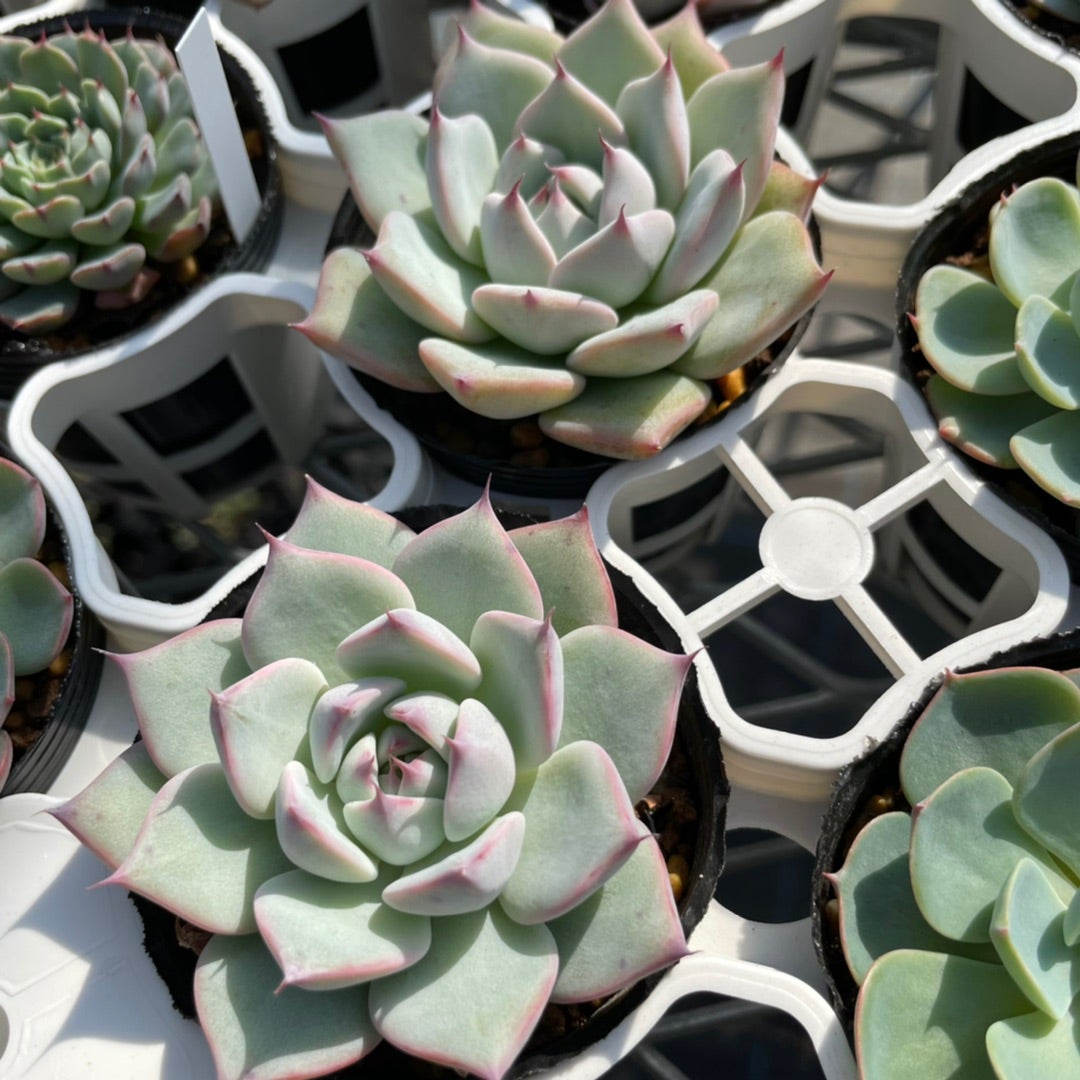 リンゼアナの実生苗について | コキリノSucculents Life