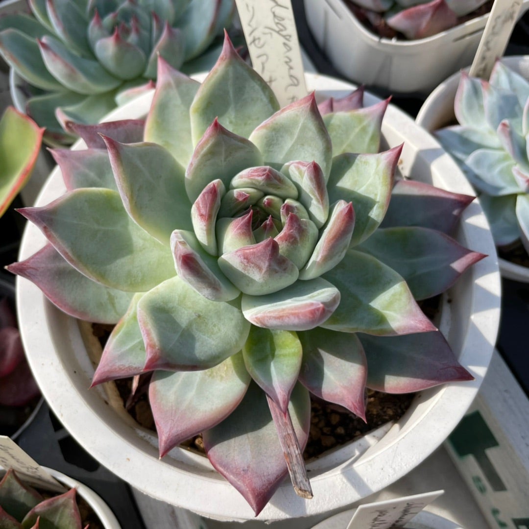 リンゼアナの実生苗について | コキリノSucculents Life