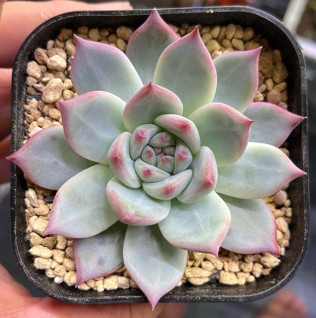 それぞれのリンゼアナ 比較 購入方法まとめ | 無職インセクトの多肉