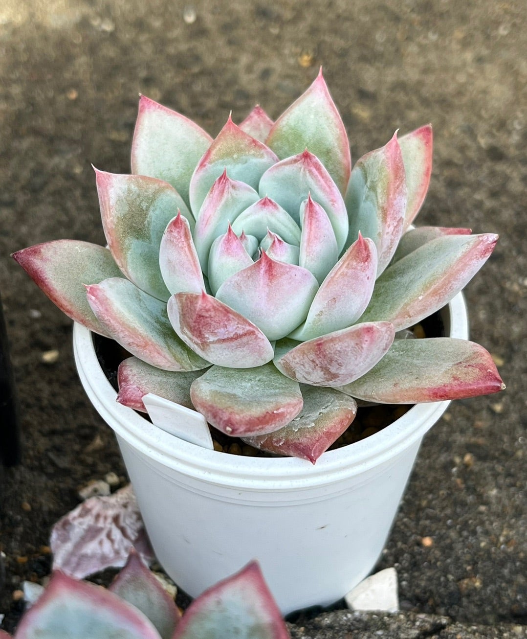 それぞれのリンゼアナ 比較 購入方法まとめ | 無職インセクトの多肉