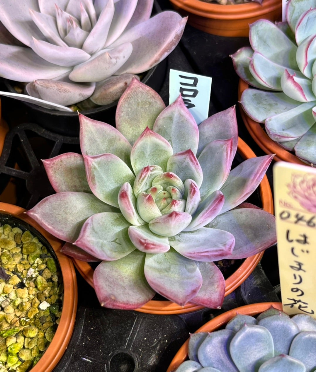 リンゼアナ問題。 | 無職インセクトの多肉&アクアリウム