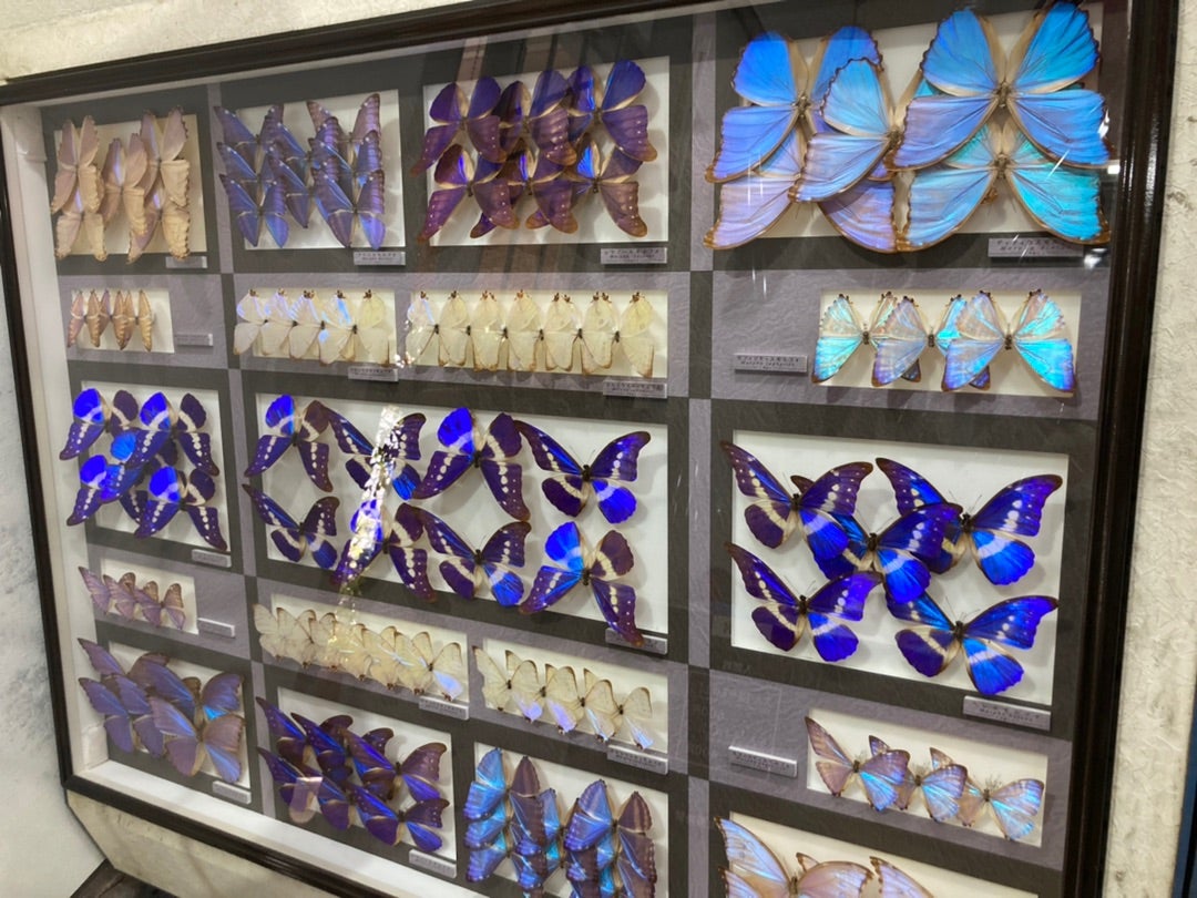 モルフォ蝶にカブトムシ。名和昆虫博物館で昆虫の世界を覗く。 | 大工