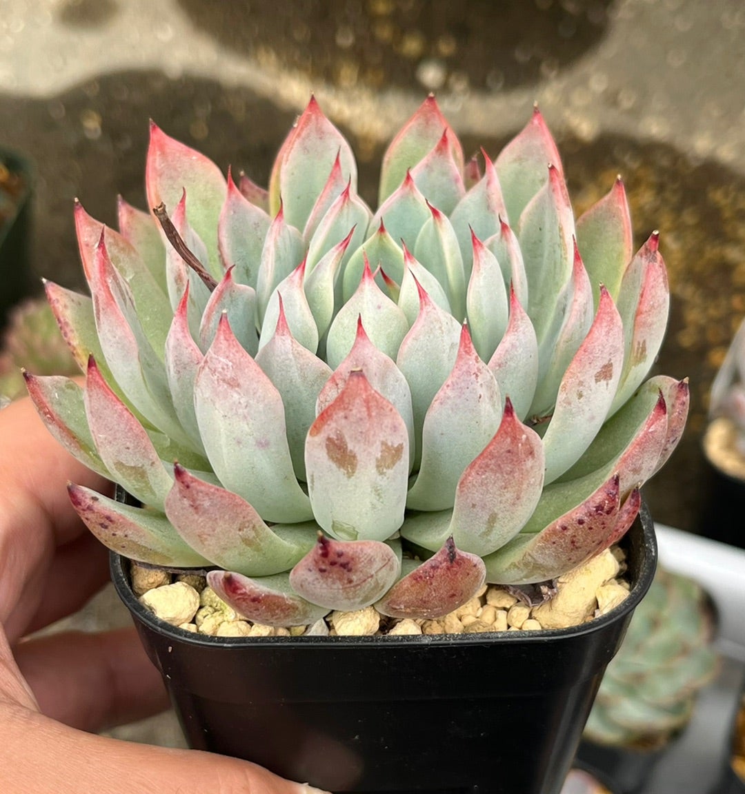 ザラゴーサspノバ 普及種 お土産のお返し | 無職インセクトの多肉