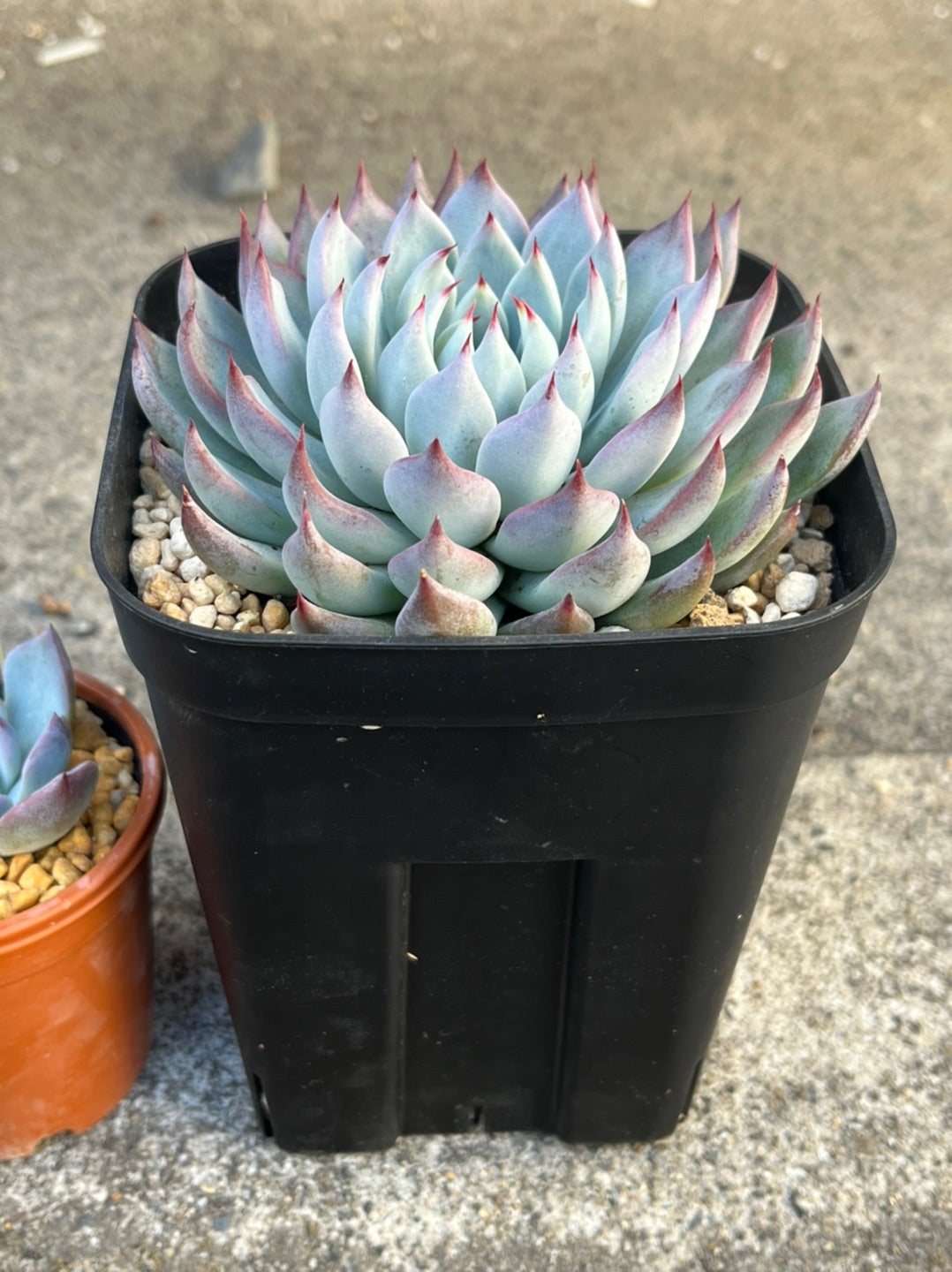 ザラゴーサspノバ 普及種 お土産のお返し | 無職インセクトの多肉