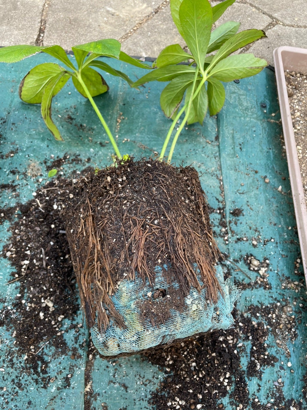 クリスマスローズの株分けと植え替え ☆彡 | せっちゃんのhappy garden