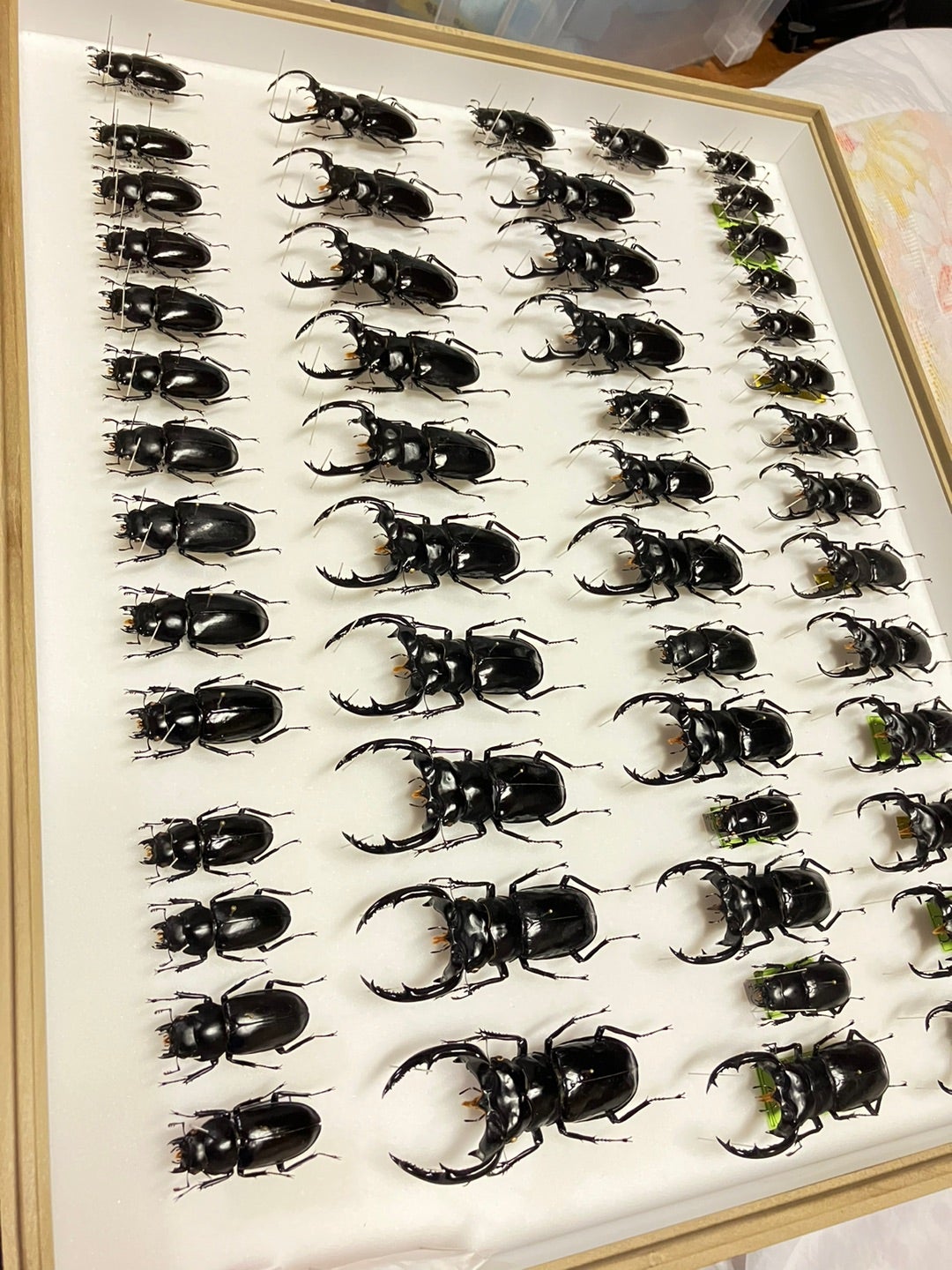 ウエストウッディだらけの標本箱！ | 【FwooD】昆虫標本専門店 ブログ