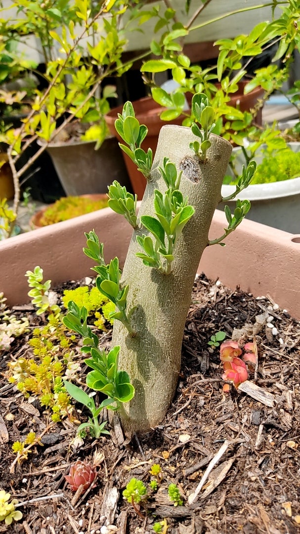 オリーブ 挿し木 太木 極太3本 オリーブ 挿し木 太木 極太3本