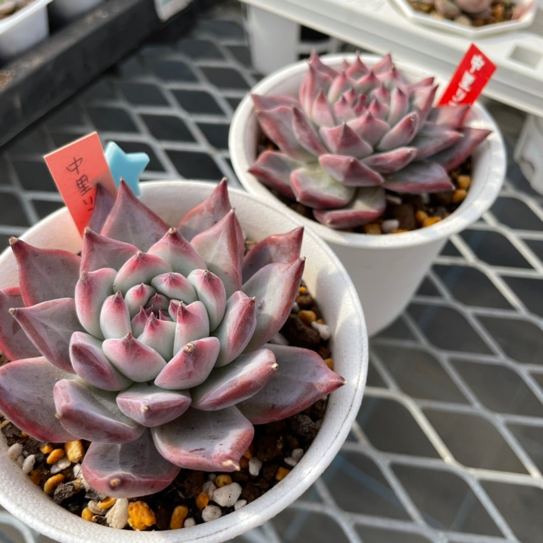 価値ある中里リンゼアナ | コキリノSucculents Life