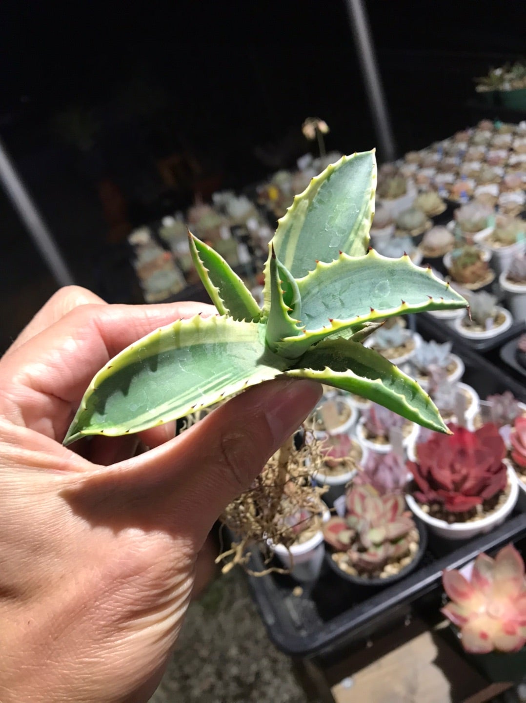 突然の出会い アガベ リップルエフェクト | つべるふブログ 多肉生活