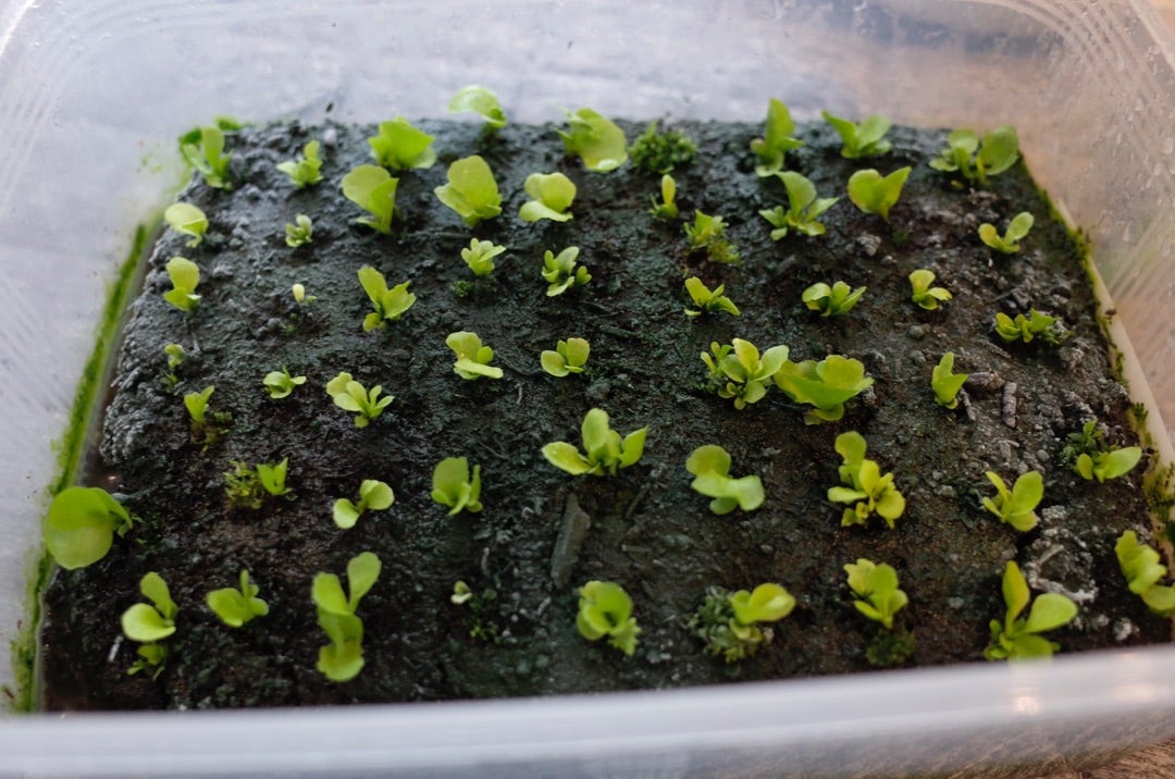 ビカクシダリドレイの胞子培養 10 | ビザールプランツを育てはじめました！