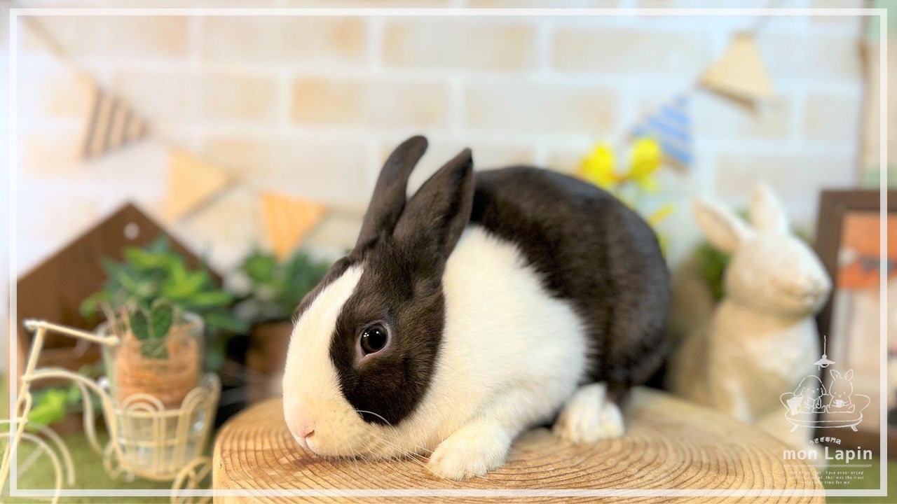 明日から10周年記念祭＆4匹の子ウサギが入店します！！ | 札幌のうさぎ