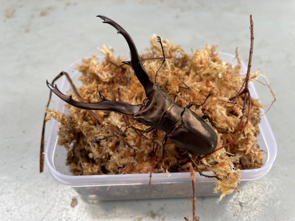 インペラトールホソアカ産卵セット | #やっぱりオオヒラタだろ