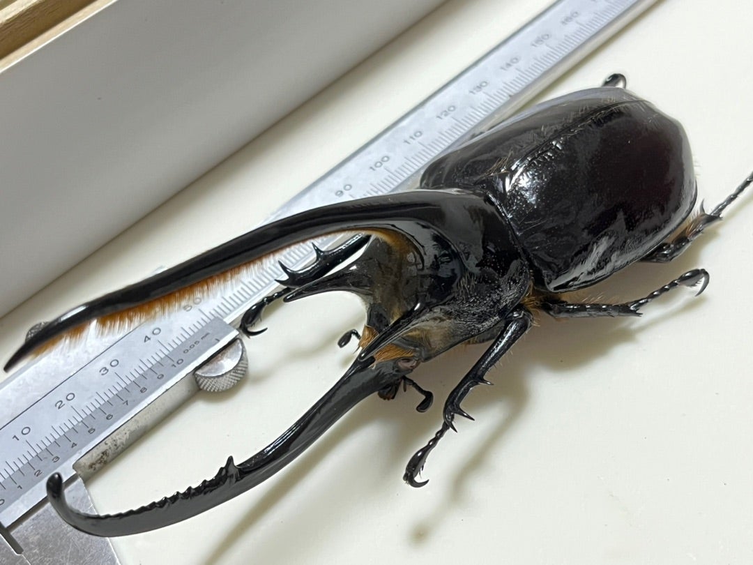 ネプチューンオオカブト No.2 特大 | 愉快な海と波と恵