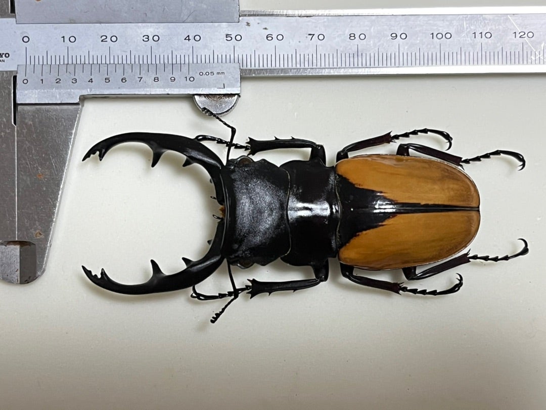 ブルマイスターツヤクワガタ No.1 | 愉快な海と波と恵