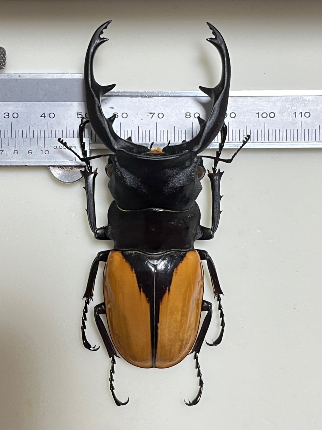 ブルマイスターツヤクワガタ No.1 | 愉快な海と波と恵