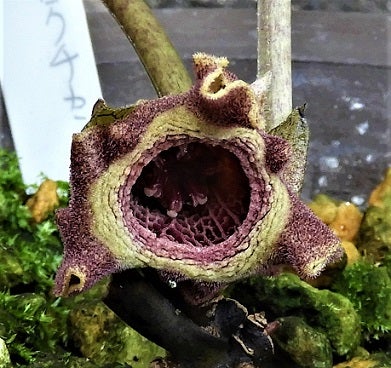 ヒロクチカンアオイの花 | kulif 化石 富貴蘭 石斛 寒葵 食虫植物 桜草