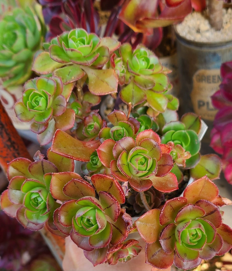 中里リンゼアナの花芽 | 多肉植物大好きな初心者のブログ