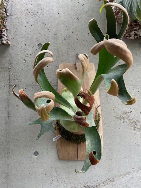 その後のビカクシダ フーンシキ(P. foong siqi) ① | calmplantsの