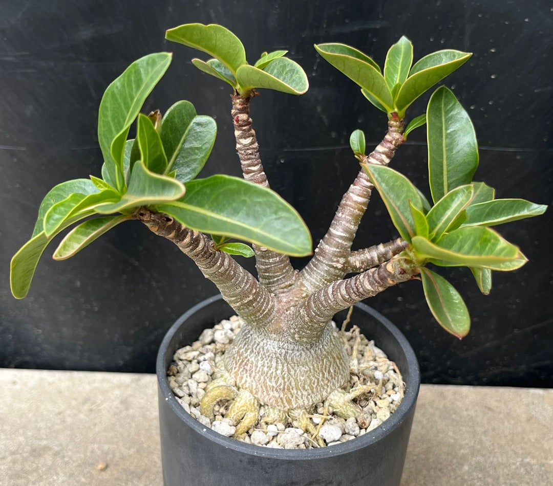 極美タコ足/超極太/塊根植物】アデニウム タイソコトラナム タコ足