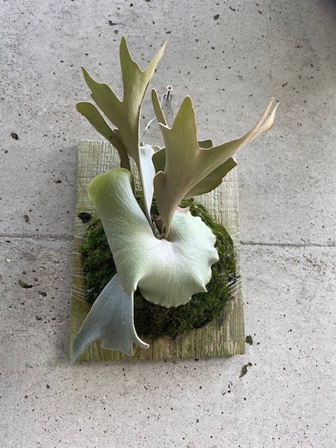 ビカクシダ ホワイトギズモ (White Gizmo） | calmplantsのビカクシダ