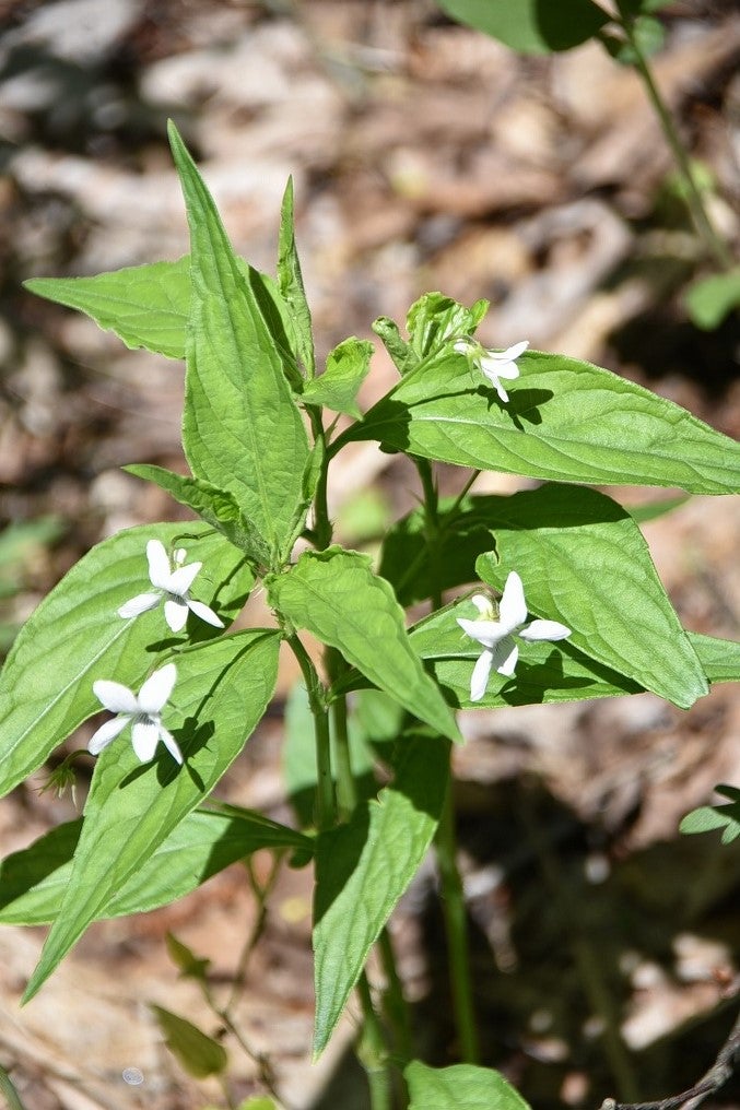 初夏の山野草 16（タデスミレ） | 山想花（sansouka）ブログ