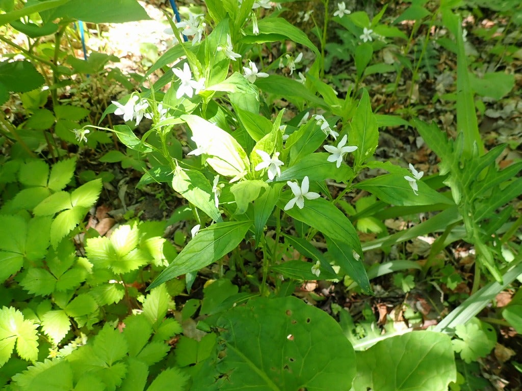 初夏の山野草 16（タデスミレ） | 山想花（sansouka）ブログ