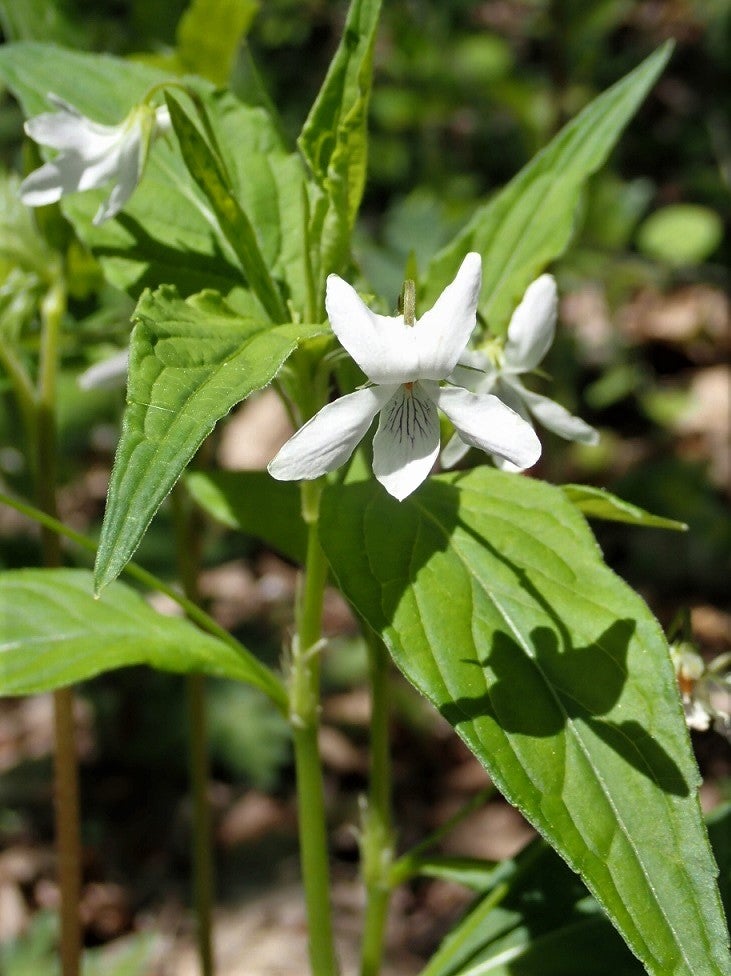 初夏の山野草 16（タデスミレ） | 山想花（sansouka）ブログ